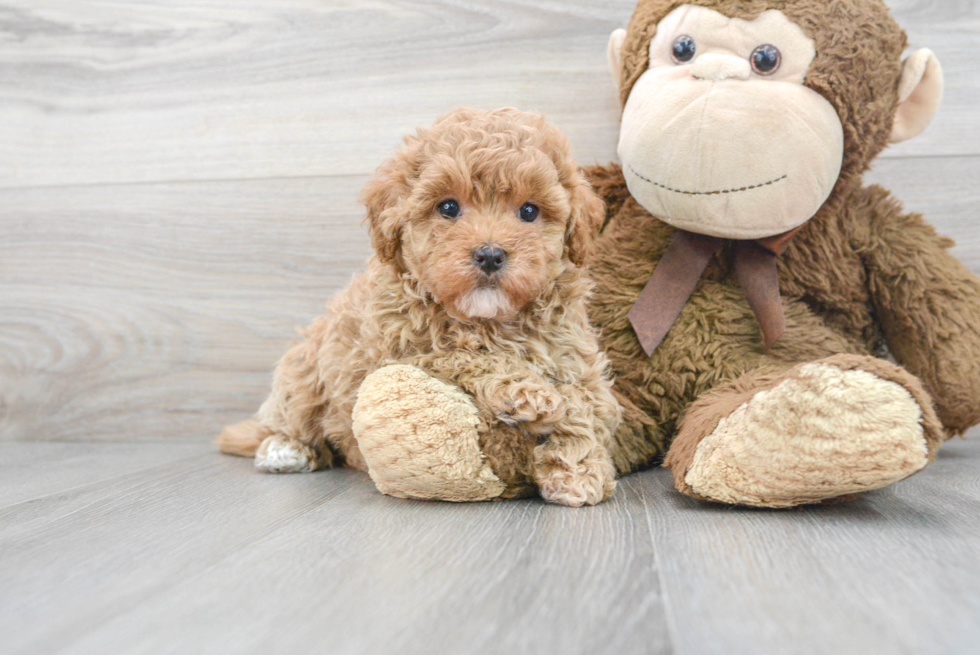 Little Maltese Poodle Poodle Mix Puppy