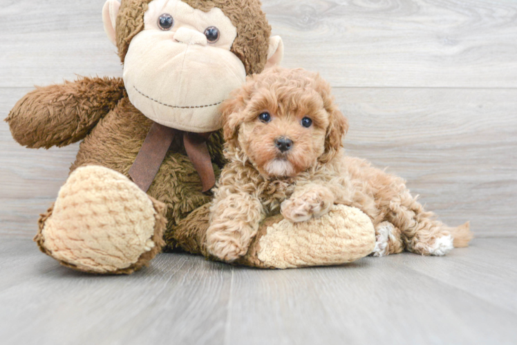 Best Maltipoo Baby