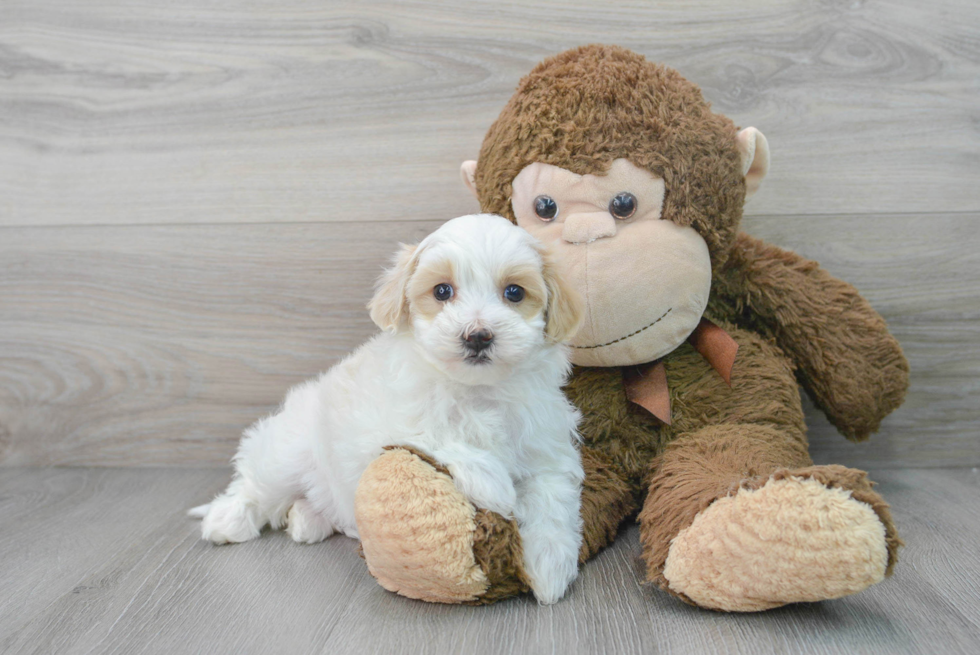 Hypoallergenic Maltepoo Poodle Mix Puppy