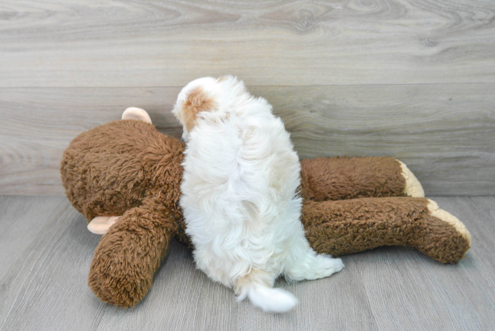 Maltipoo Pup Being Cute