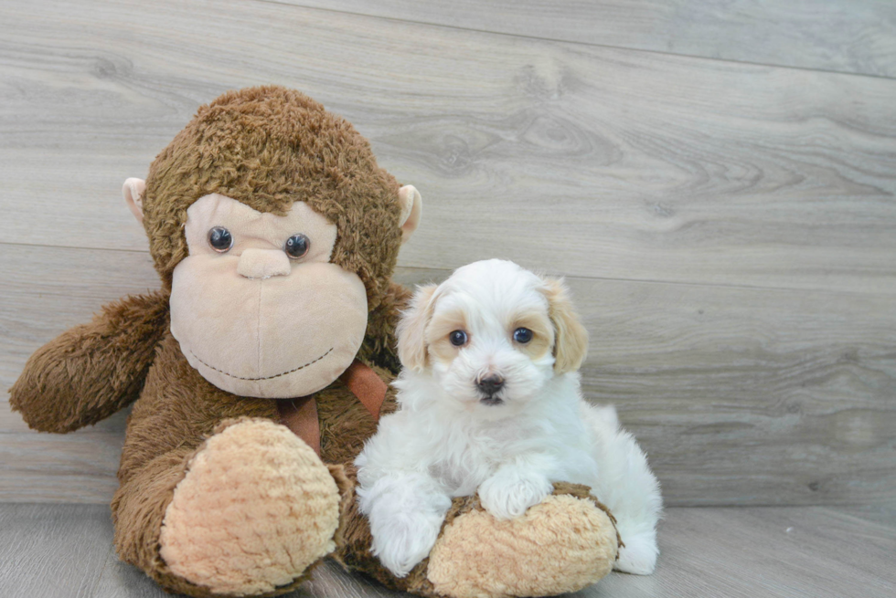 Fluffy Maltipoo Poodle Mix Pup