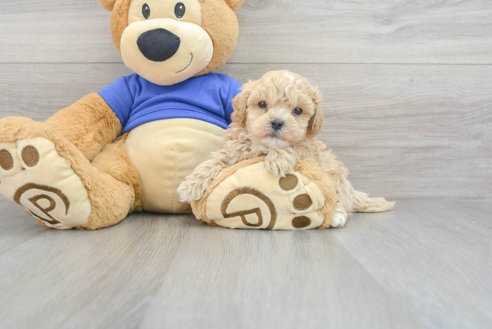 Funny Maltipoo Poodle Mix Pup