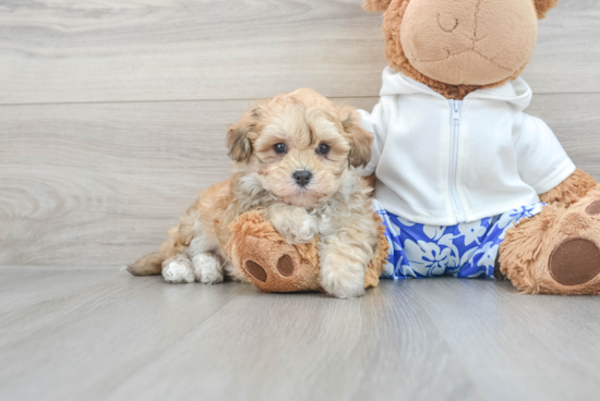 Best Maltipoo Baby