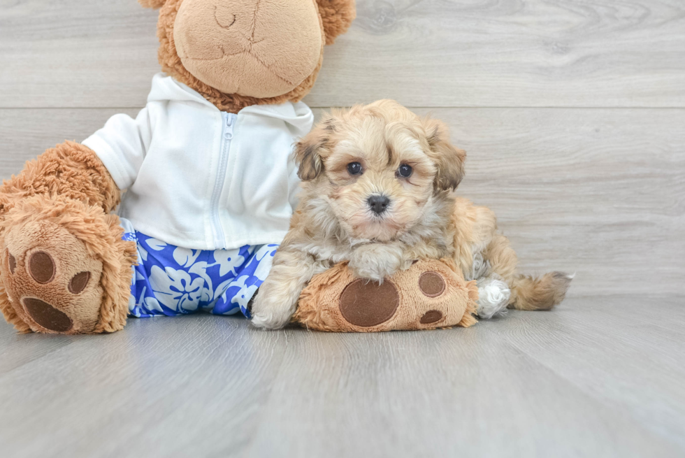 Little Maltepoo Poodle Mix Puppy