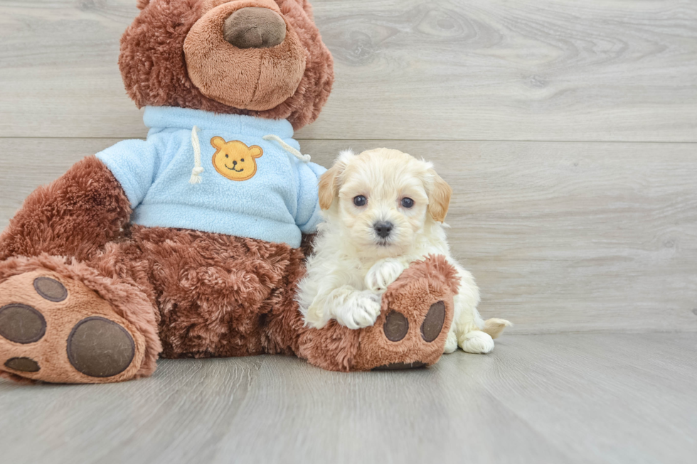 Maltipoo Pup Being Cute