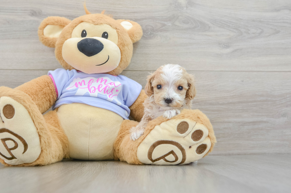 6 week old Maltipoo Puppy For Sale - Premier Pups