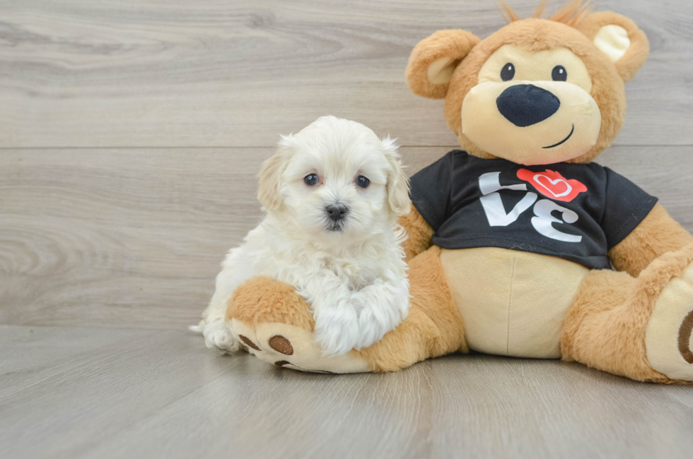 6 week old Maltipoo Puppy For Sale - Premier Pups