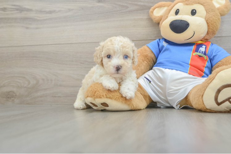 Small Maltipoo Baby