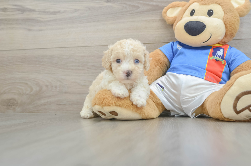 5 week old Maltipoo Puppy For Sale - Premier Pups