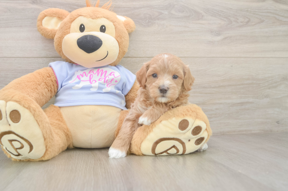 5 week old Maltipoo Puppy For Sale - Premier Pups