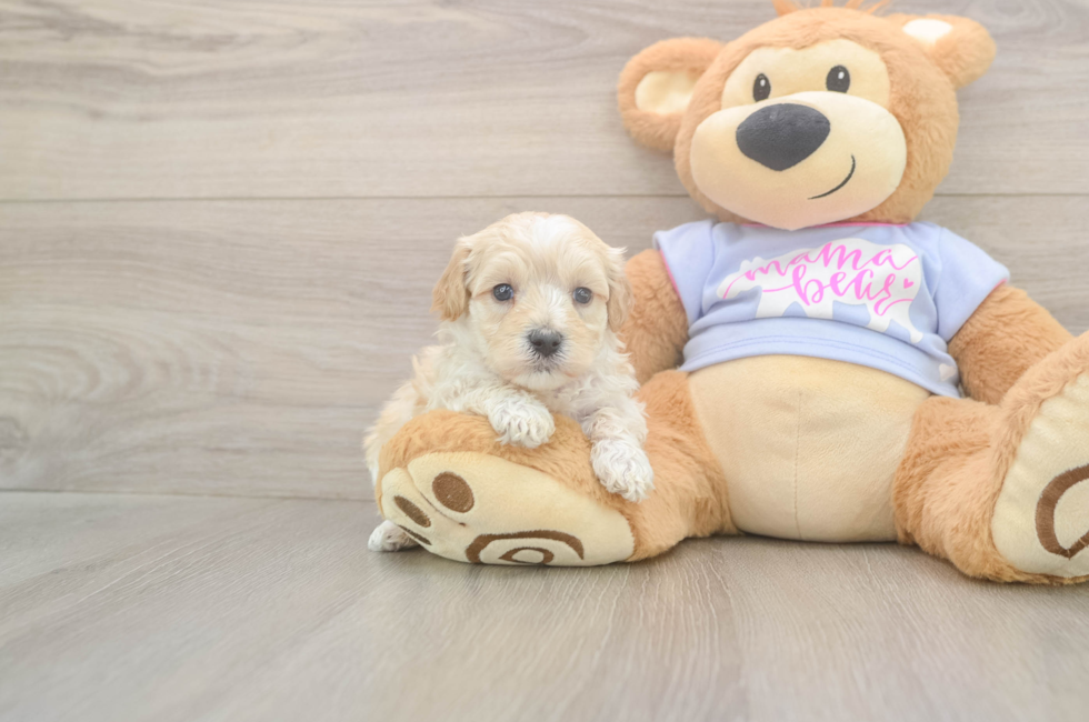 5 week old Maltipoo Puppy For Sale - Premier Pups