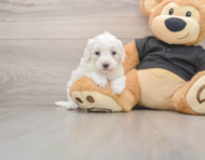 7 week old Maltipoo Puppy For Sale - Premier Pups