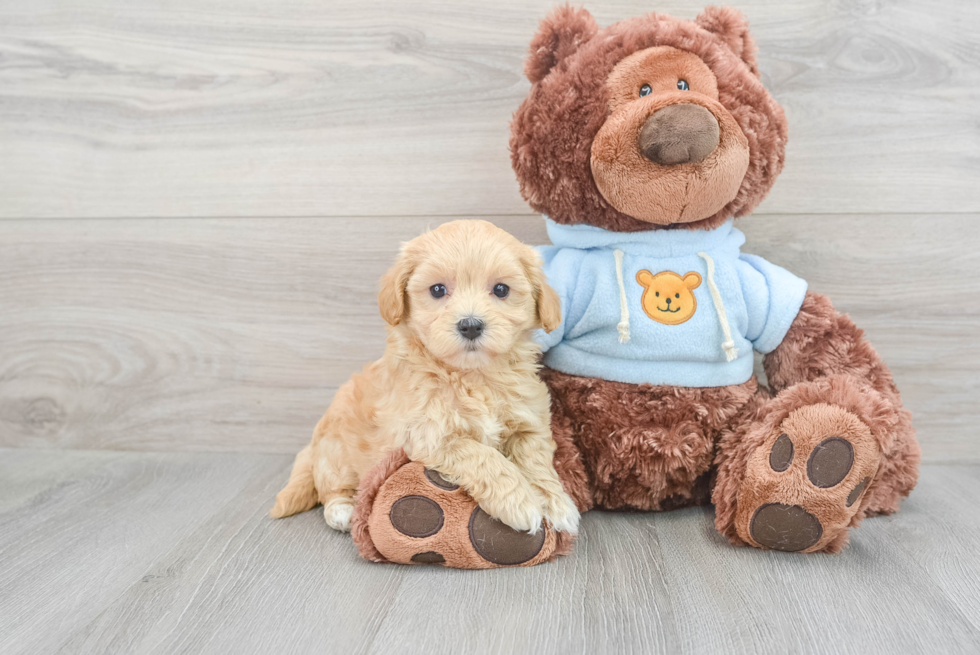 Maltipoo Pup Being Cute