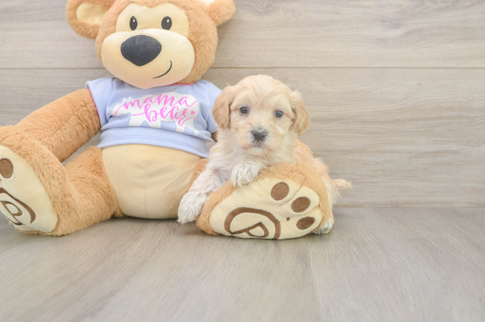5 week old Maltipoo Puppy For Sale - Premier Pups