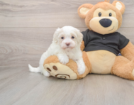 7 week old Maltipoo Puppy For Sale - Premier Pups