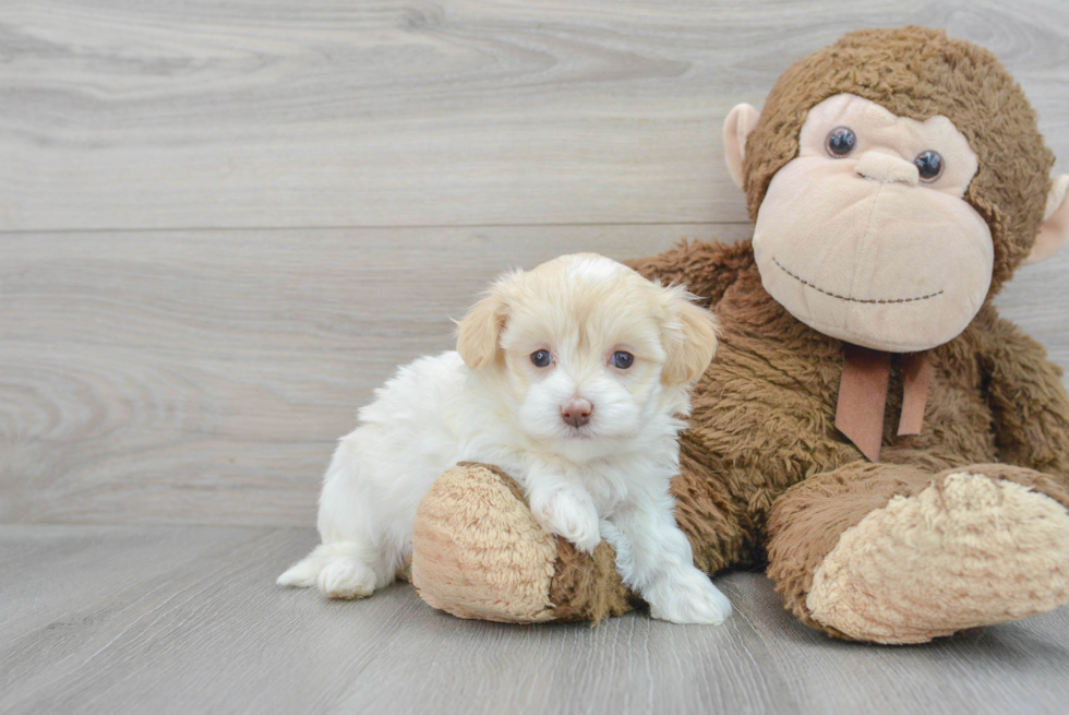 Maltipoo Pup Being Cute