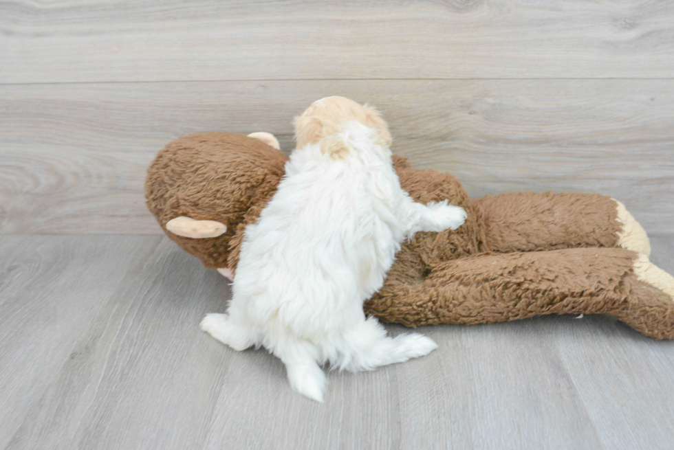 Fluffy Maltipoo Poodle Mix Pup