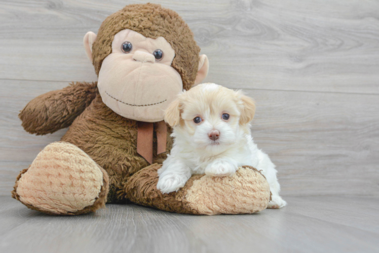 Sweet Maltipoo Baby