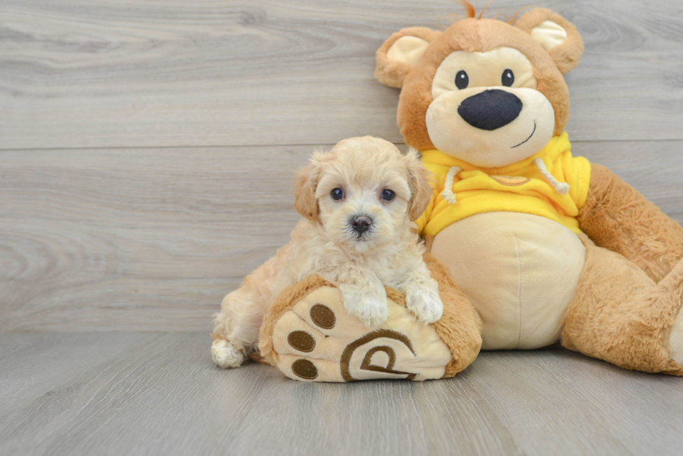 Maltipoo Pup Being Cute