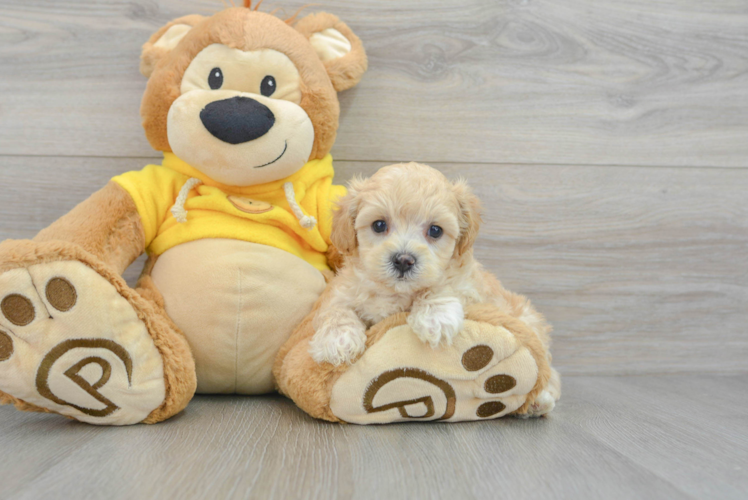 Maltipoo Pup Being Cute