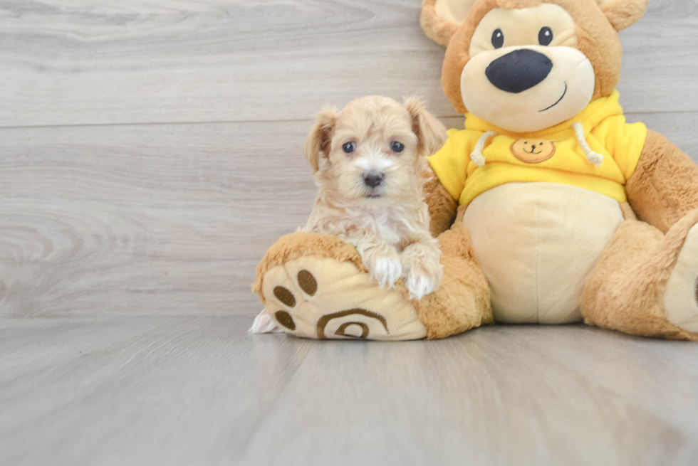 Energetic Maltese Poodle Poodle Mix Puppy