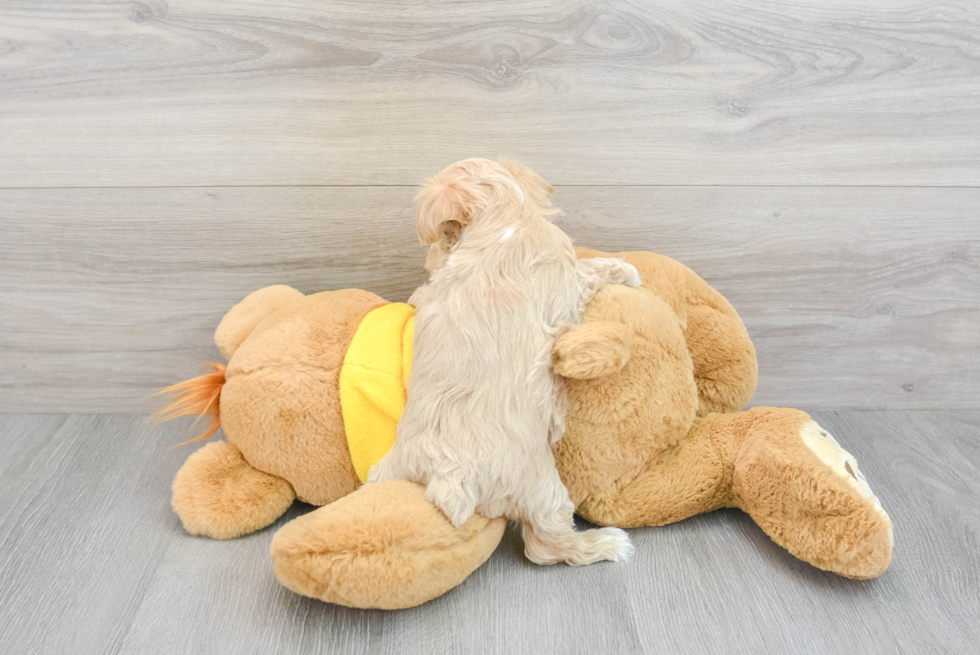 Smart Maltipoo Poodle Mix Pup