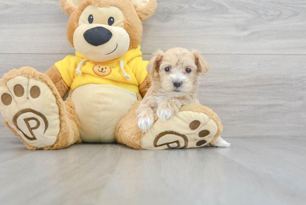 Petite Maltipoo Poodle Mix Pup