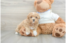 Maltipoo Puppy for Adoption