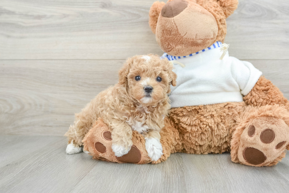 Maltipoo Puppy for Adoption