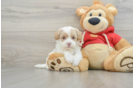 Cute Maltipoo Baby