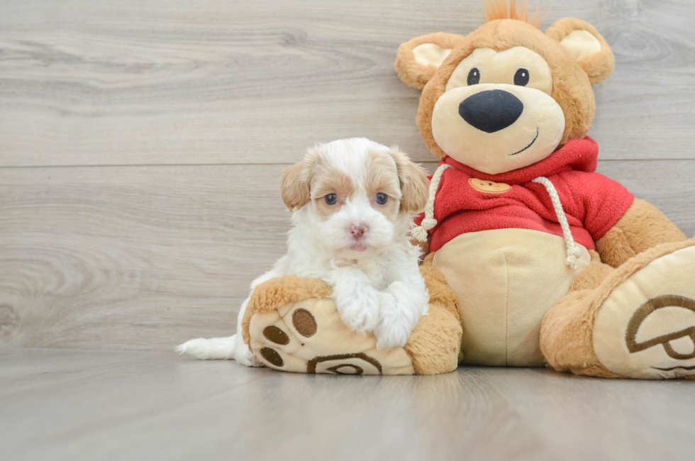 6 week old Maltipoo Puppy For Sale - Premier Pups