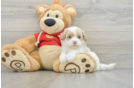 Maltipoo Puppy for Adoption