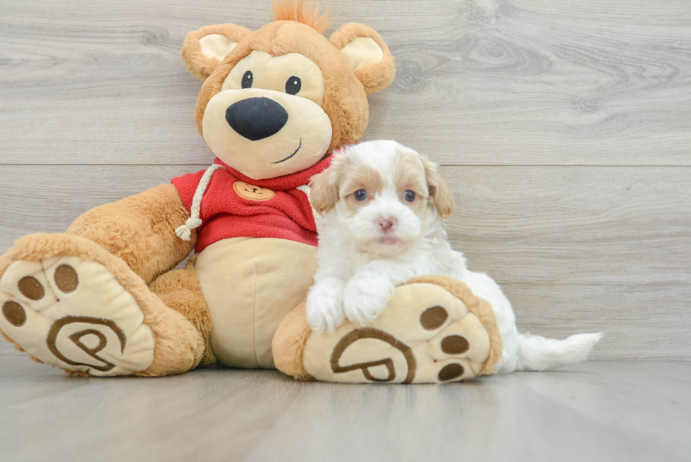 Maltipoo Puppy for Adoption