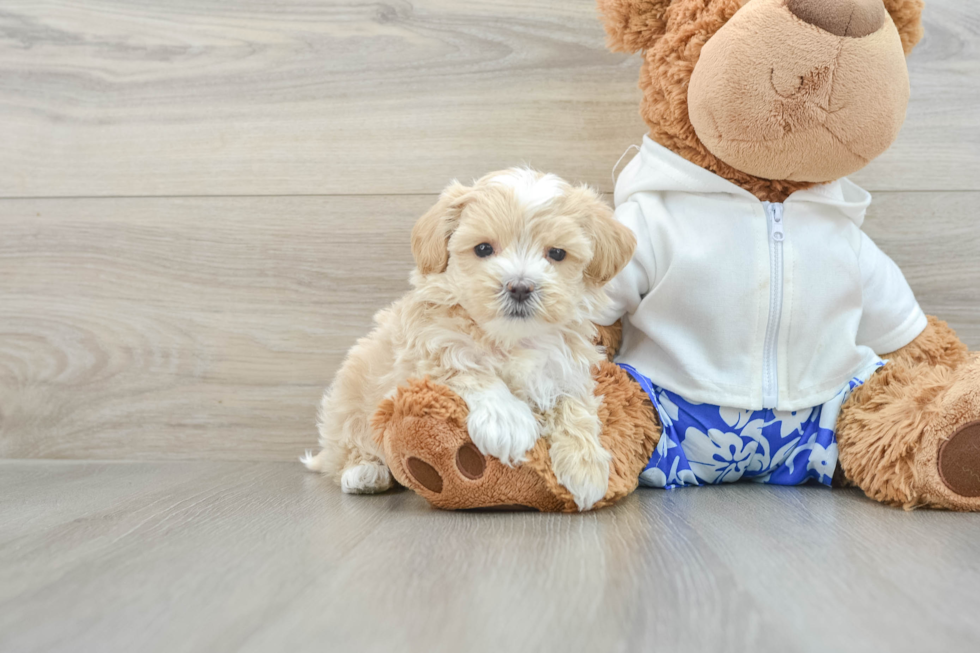 Popular Maltipoo Poodle Mix Pup