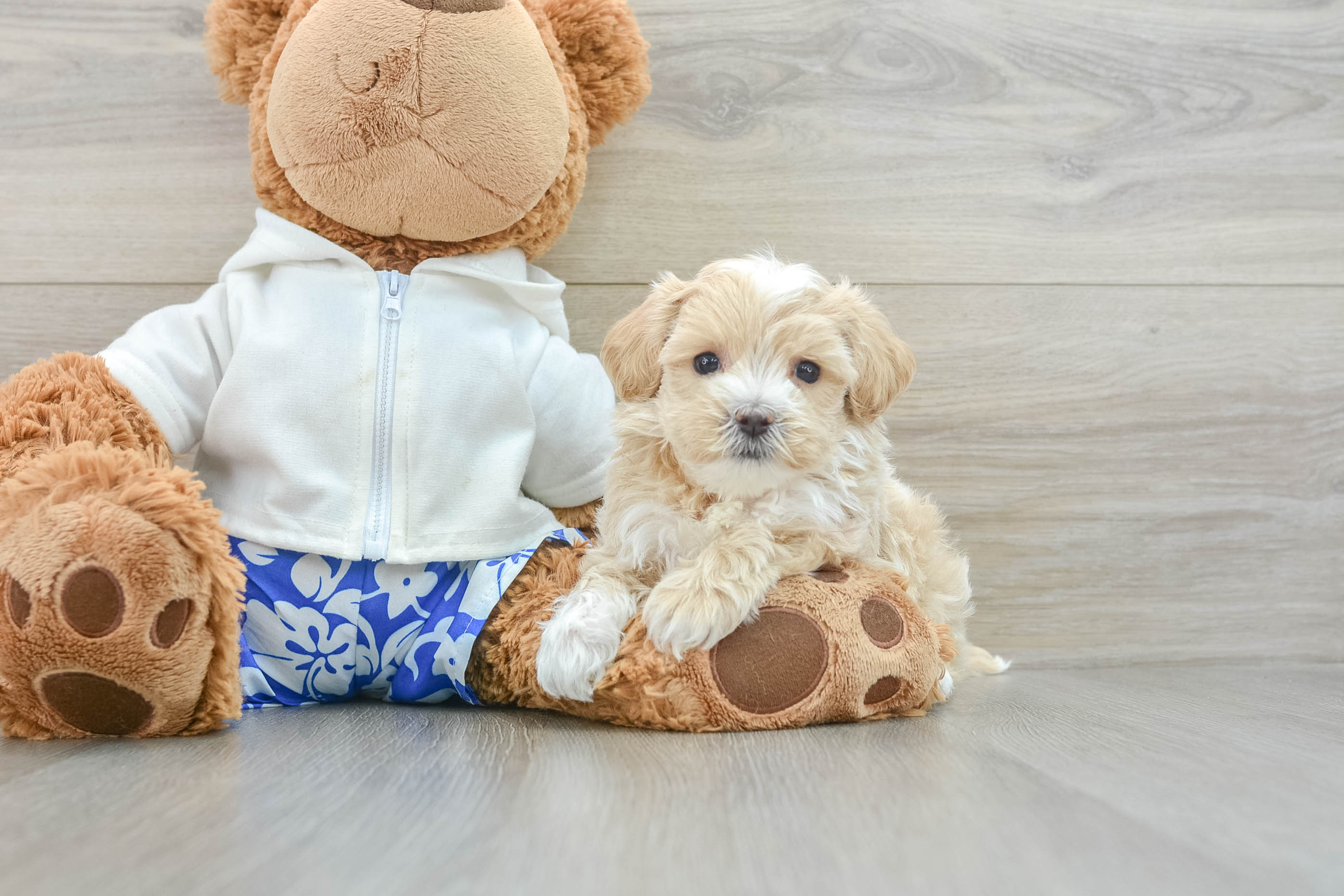 Best Maltipoo Baby