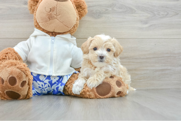 Best Maltipoo Baby