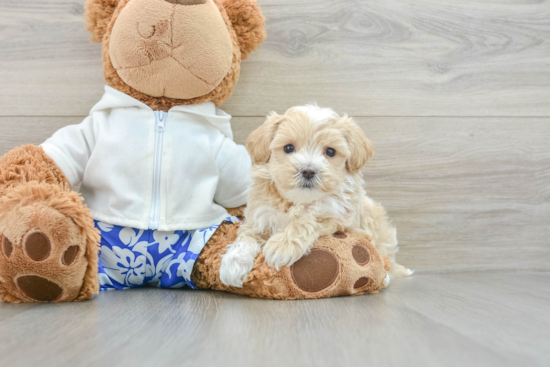 Best Maltipoo Baby