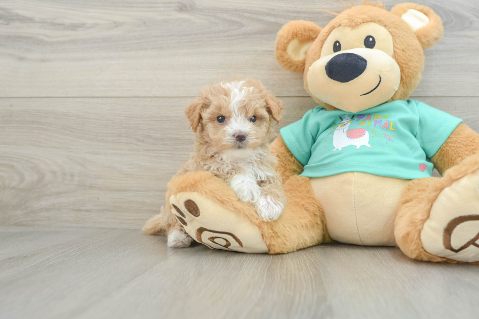 Petite Maltipoo Poodle Mix Pup