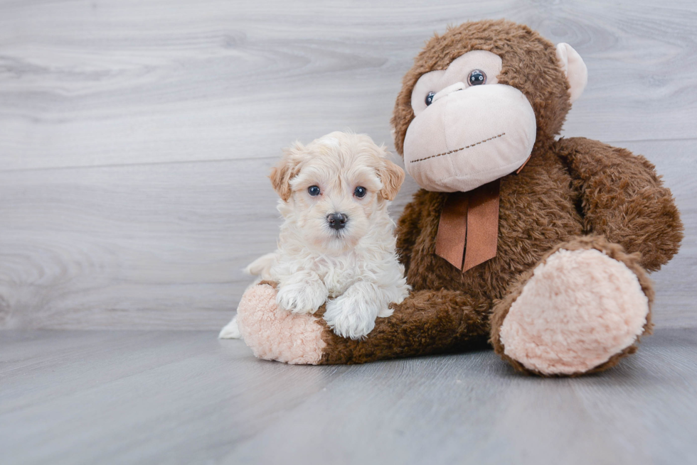 Funny Maltipoo Poodle Mix Pup