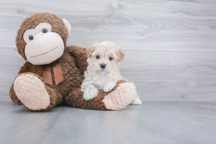 Funny Maltipoo Poodle Mix Pup