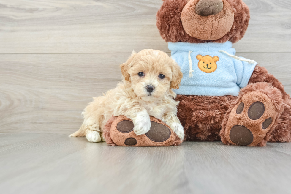 Maltipoo Puppy for Adoption