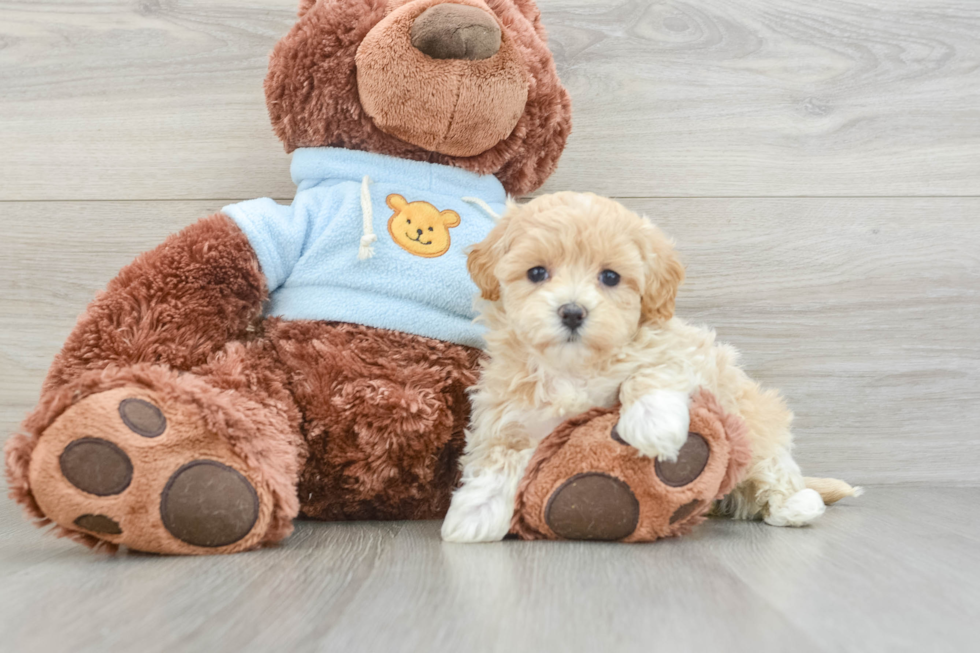 Cute Maltipoo Baby