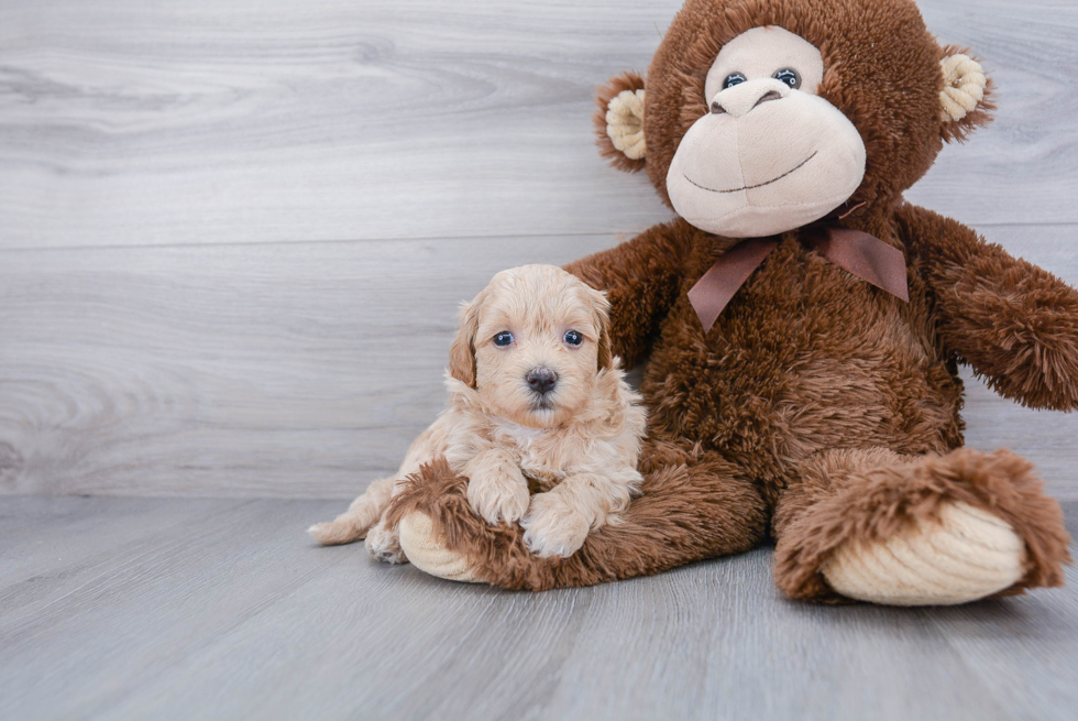 Playful Maltese Poodle Poodle Mix Puppy