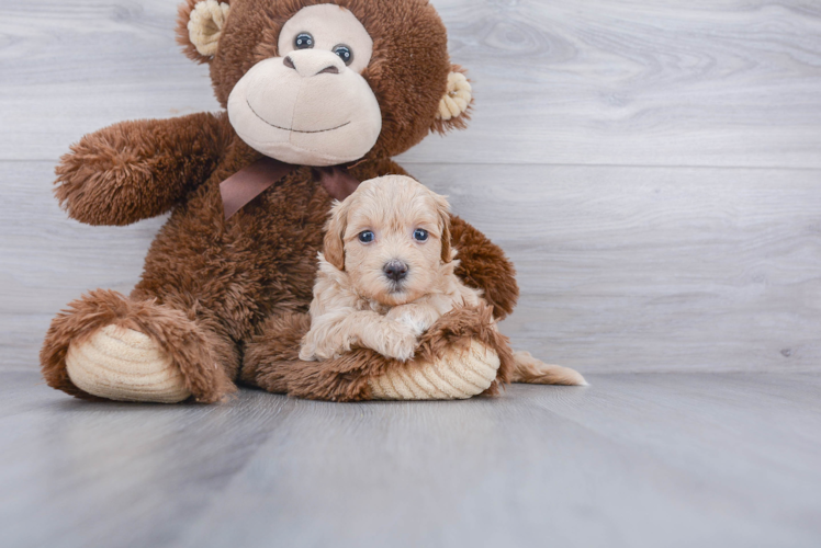 Best Maltipoo Baby