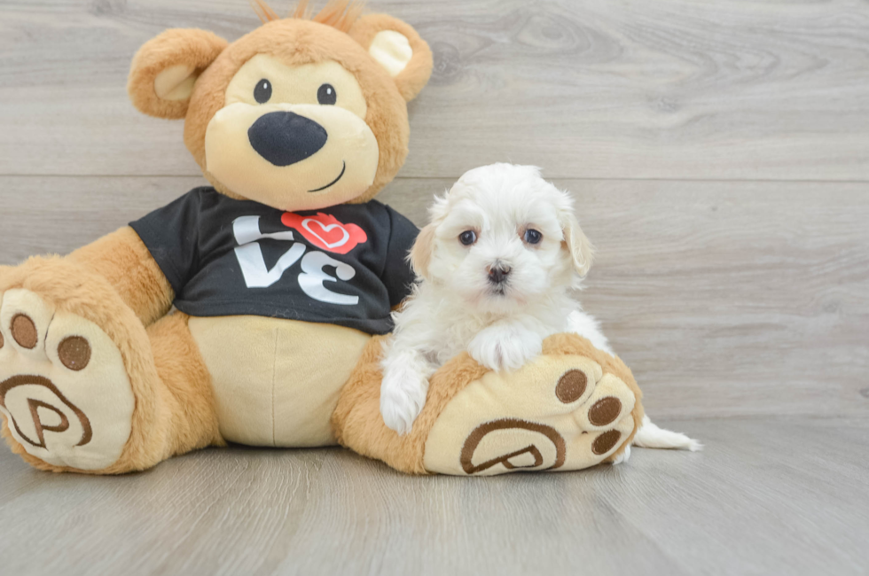 6 week old Maltipoo Puppy For Sale - Premier Pups