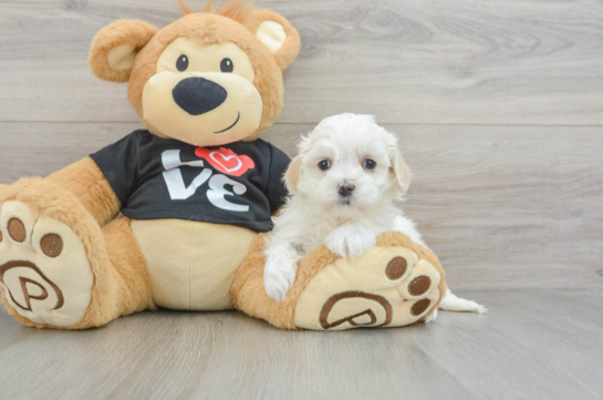 Friendly Maltipoo Baby