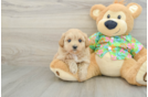 Hypoallergenic Malt a Poo Poodle Mix Puppy
