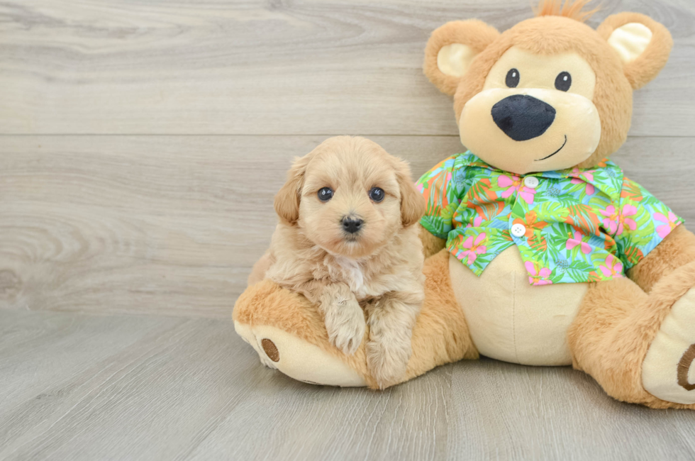 5 week old Maltipoo Puppy For Sale - Premier Pups