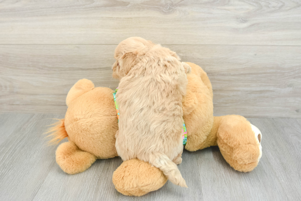 Adorable Maltepoo Poodle Mix Puppy