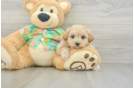 Maltipoo Pup Being Cute